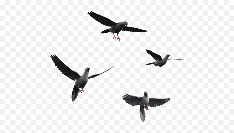 Ftestickers Birds Pigeon Bird Pigeons - Bird Flight Emoji,Pigeon Emoji
