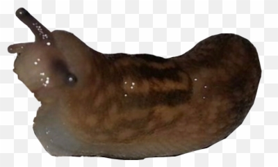 Snail Slug Bug Sticker - Slug Emoji,Slug Emoji