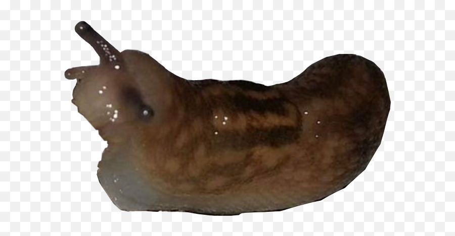 Snail Slug Bug Sticker - Slug Emoji,Slug Emoji