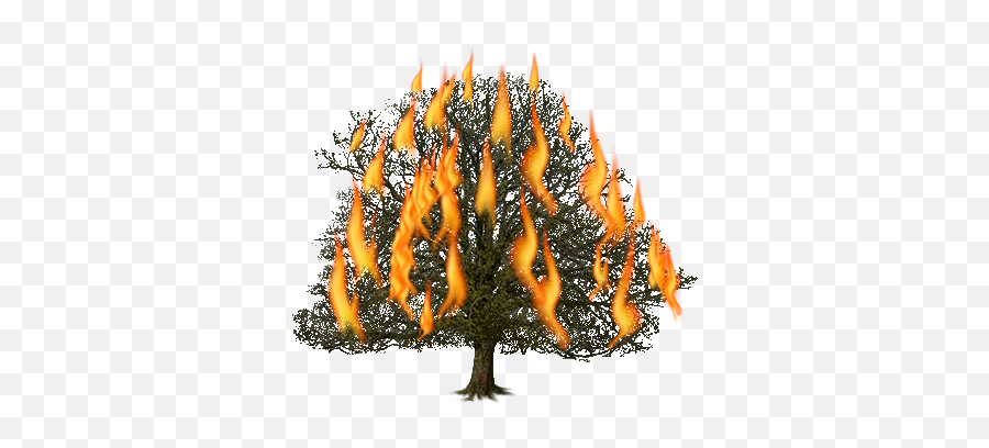 Fire Tree Png 2 Png Image - Sabal Palmetto Emoji,Tree Fire Emoji