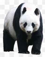 Panda Png Animal Images Panda Bear - Giant Panda Png Emoji,Red Panda Emoji