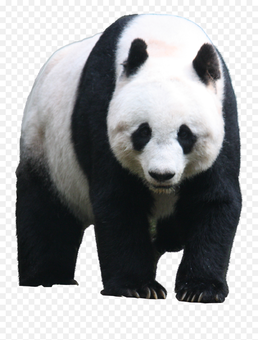 Panda Png Animal Images Panda Bear - Giant Panda Png Emoji,Red Panda Emoji
