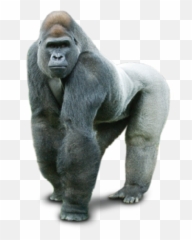 Gorilla Png And Vectors For Free - Gorilla Transparent Background Emoji,Harambe Emoji