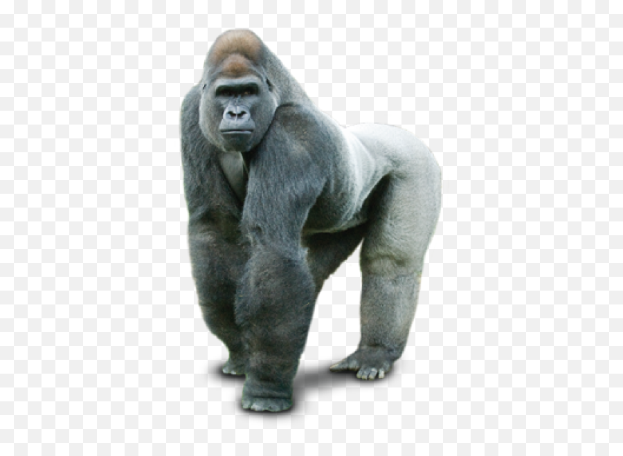 Gorilla Png And Vectors For Free - Gorilla Transparent Background Emoji,Harambe Emoji
