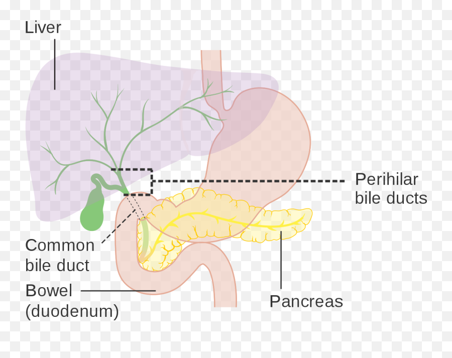 Diagram Showing The Position Of The Perihilar - Does The Digestive System Maintain Homeostasis Emoji,Ticket Emoji