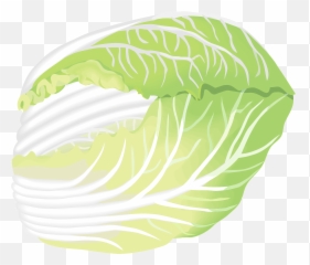 Napa Cabbage Clipart - Fresh Emoji