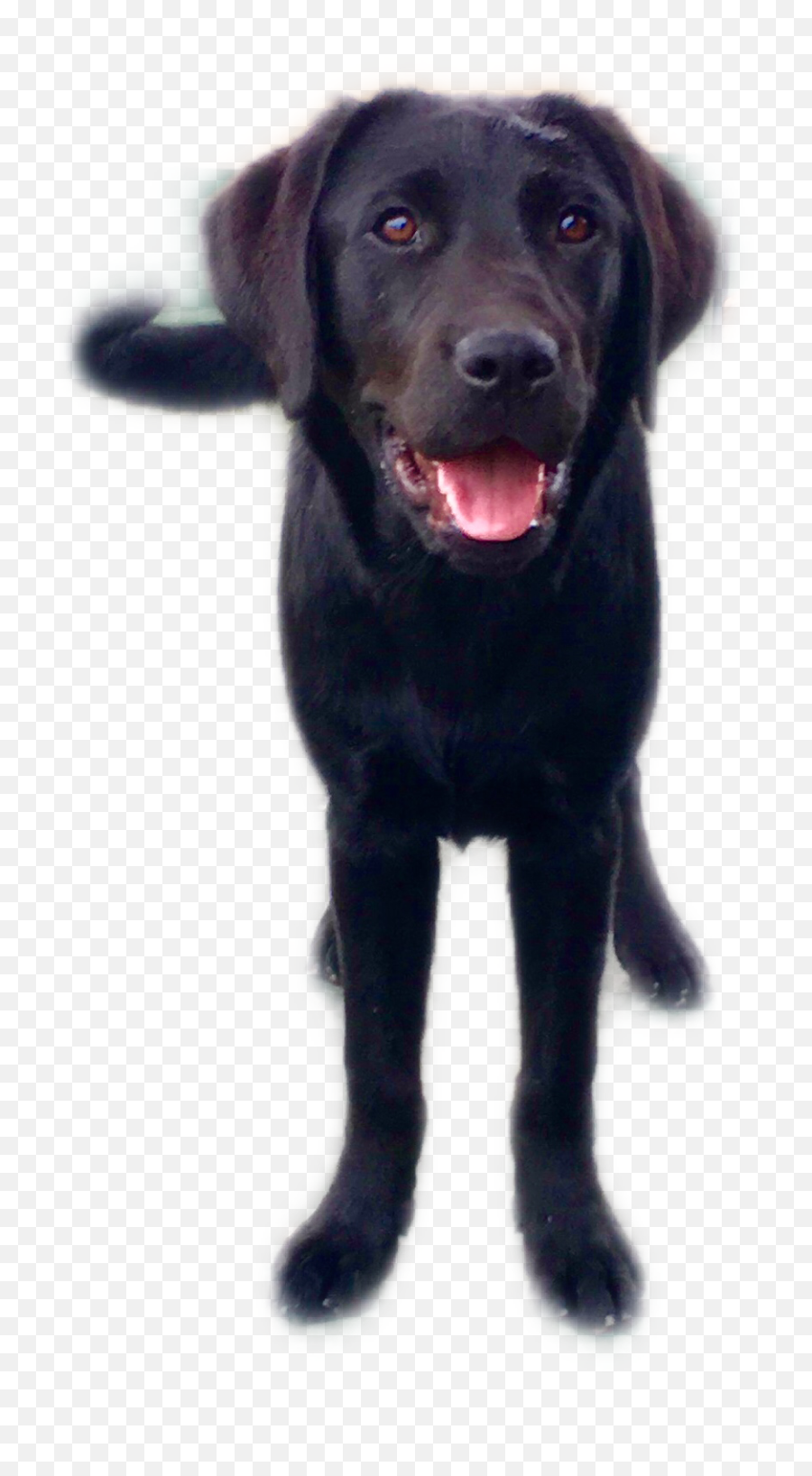 The Most Edited Labrador Picsart - Martingale Emoji,Black Lab Emoji