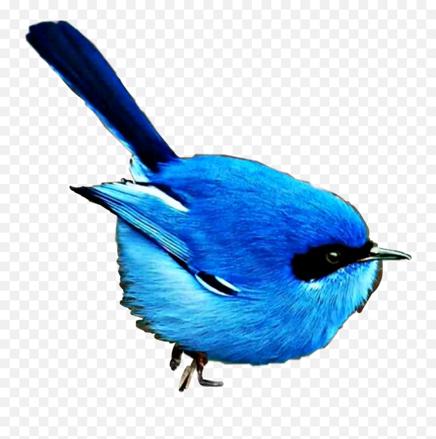 Blue Bird - Fat Bird Emoji,Bluebird Emoji