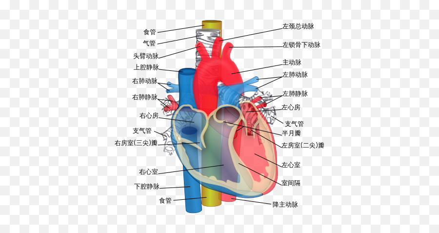 Aorta Trachea Esophagus - Ascending Aorta And Pulmonary Trunk Emoji,What Heart Emojis Mean