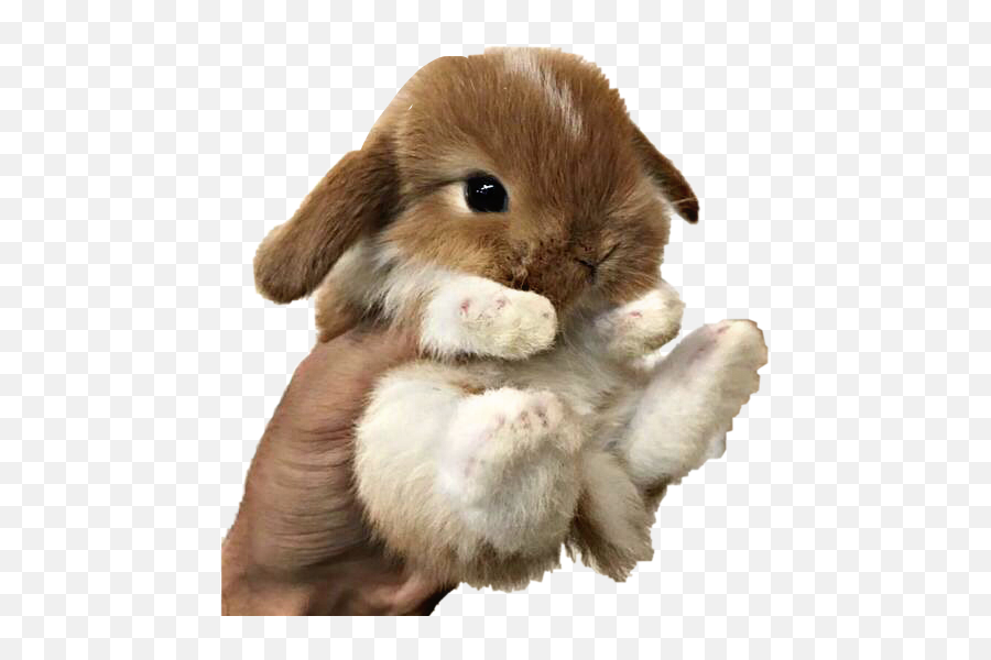Baby Bunny Png - Baby Bunny Rabbit Hand Holding Holding A Baby Bunny Emoji,Bunny Text Emoji