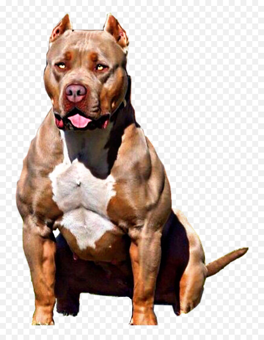 Pit Pitbulllove Pitbullterrier Bully - Pitbull Xxl Emoji,Pit Bull Emoji