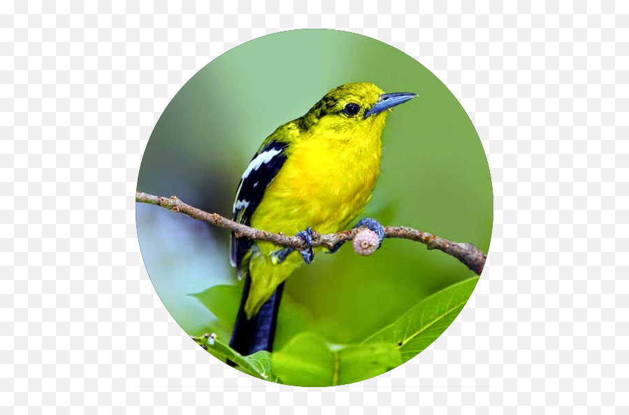 Dragon Crystal - Coraciiformes Emoji,Oriole Emoji