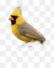 Freetoedit - Emberizidae Emoji,Oriole Emoji