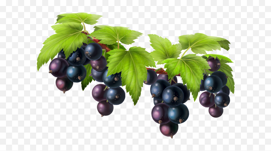 Hd Black Grapes Png Image Free Download - Black Grapes Png Emoji,Grape Emoji Png