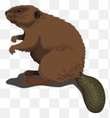 Beaver Muskrat Transparent Png Clipart Free Download - Beaver Clip Art Emoji,Beaver Emoji