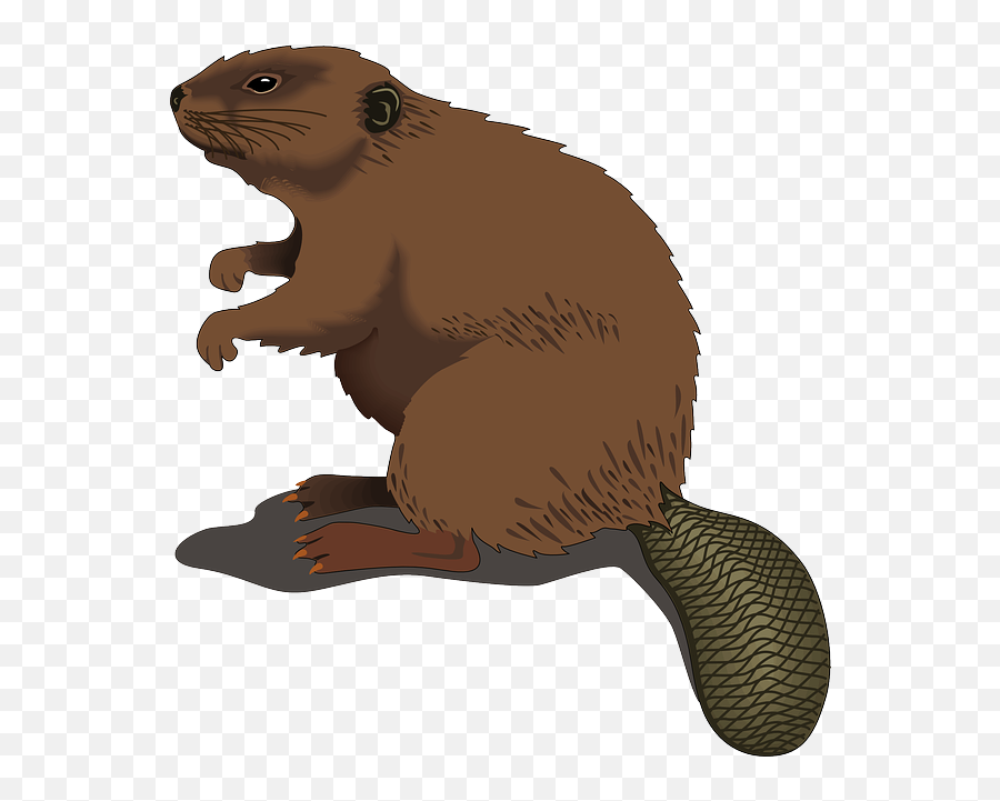 Beaver Muskrat Transparent Png Clipart Free Download - Beaver Clip Art Emoji,Beaver Emoji