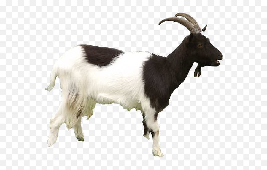 Goat Png Transparent - He Goat Png Emoji,The Goat Emoji