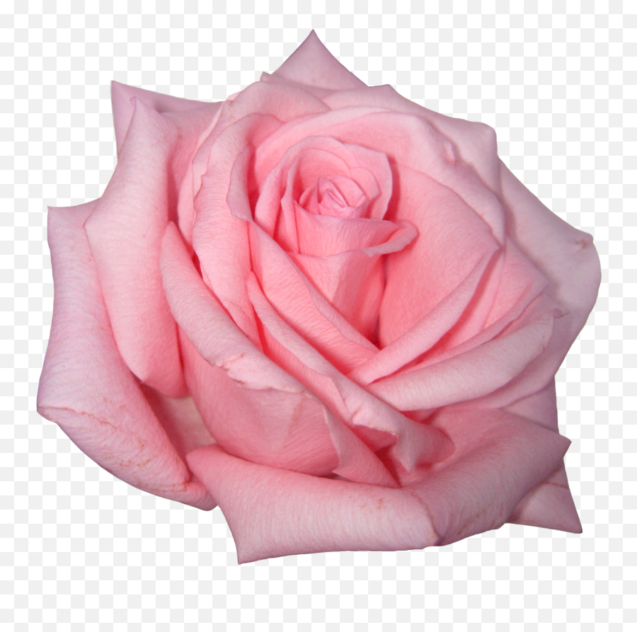 Free Pink Roses Transparent Download Free Clip Art Free - Real Pink Rose Png Emoji,Pink Rose Emoji