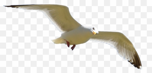 Seagull Open Mouth Transparent U0026 Png Clipart Free Download - Ywd Seagull Flying Transparent Background Emoji,Seagull Emoji