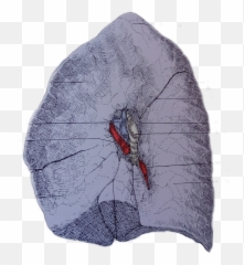 Lung Mediasinicaface - Butterfly Emoji