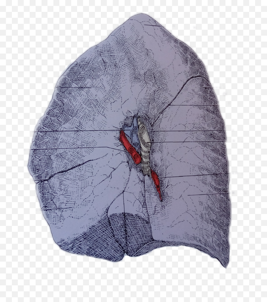 Lung Mediasinicaface - Butterfly Emoji,Lung Emoji