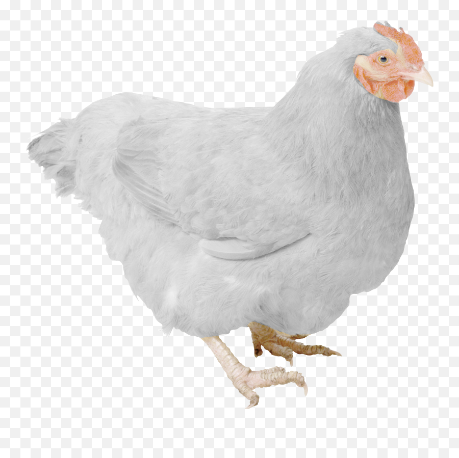 Download White Hen Png Free Pic - Transparent Background Chickens Png Emoji,Baby Chicken Emoji