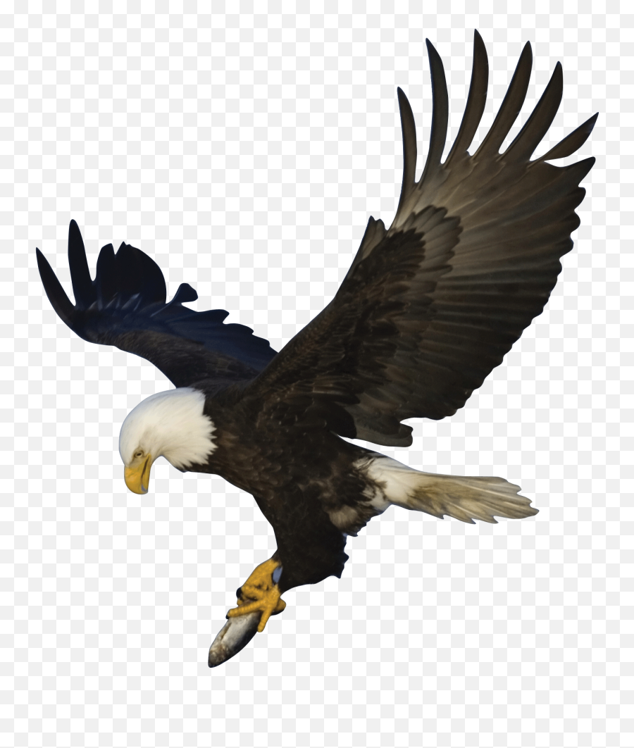 Bald Eagle - Eagle Cut Out Emoji,Bald Eagle Emoji
