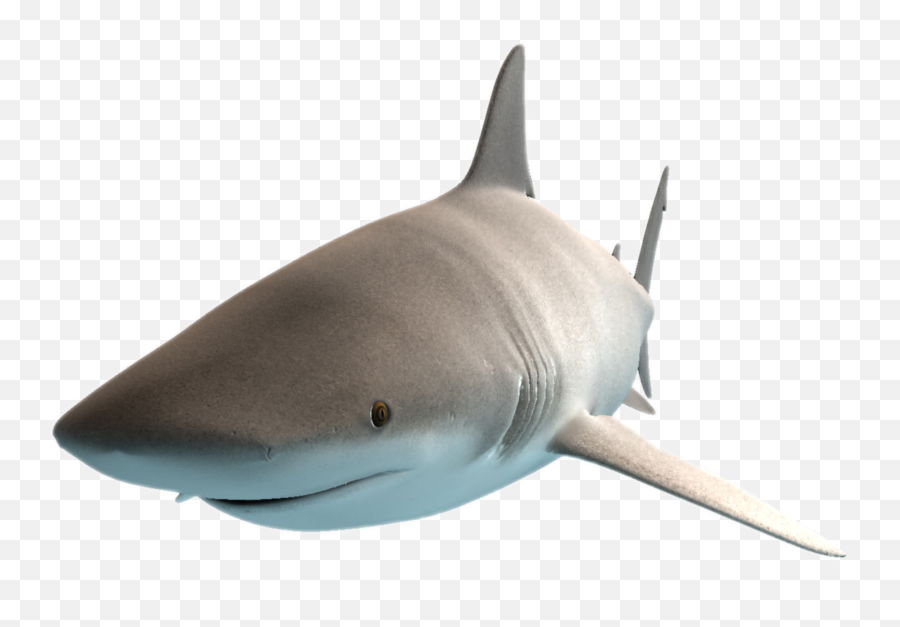 Shark Sticker - Great White Shark Emoji,Shark Emoji Text