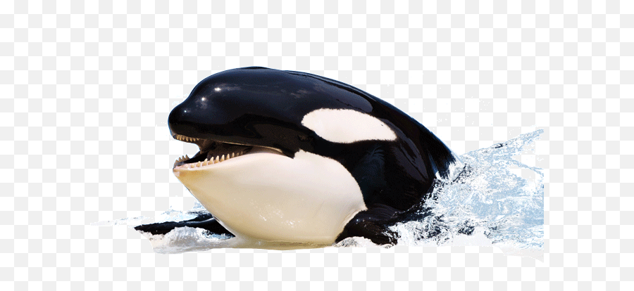 Orca Whale Png - Transparent Killer Whale Png Emoji,Orca Emoji