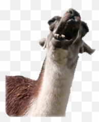 Animal Photobombs - Llama Emoji,Harambe Emoji
