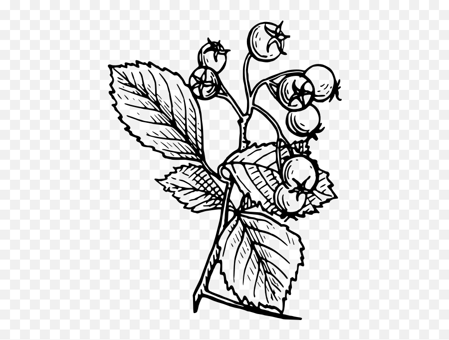Hawthorn Image - Hawthorn Drawing Emoji,Flag Honey Plant Emoji