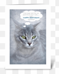Happy Birthday Wishes For Cat Lovers - Emoji