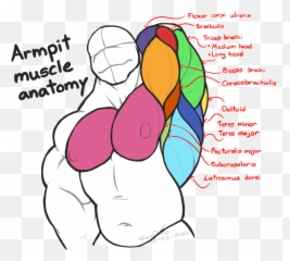 Collection Of Biceps Clipart - Muscles The Armpit Emoji