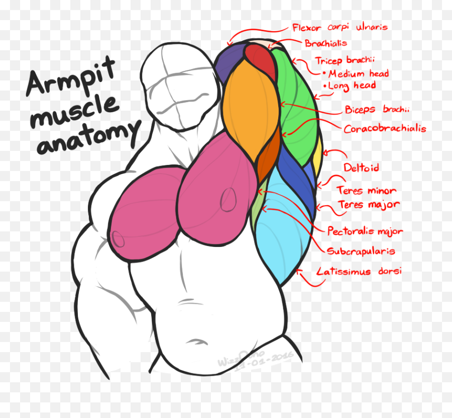 Collection Of Biceps Clipart - Muscles Of The Armpit Emoji,Flex Arm Emoji
