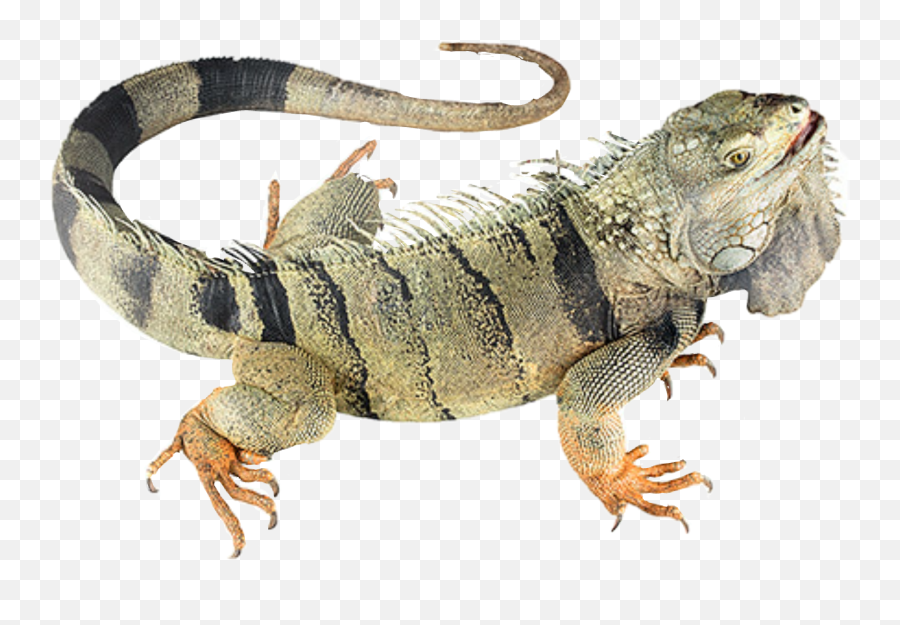 Iguana Reptile Lizard Sticker - Green Iguana Emoji,Iguana Emoji