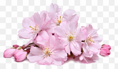 Cherry Png Images Blossom Transparent Free Download - Flower Emoji
