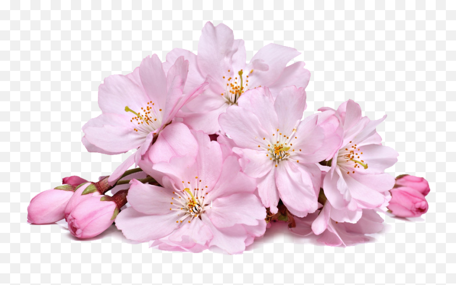 Cherry Png Images Cherry Blossom Transparent Free Download - Cherry Blossom Flower Png Emoji,Cherry Blossom Emoji