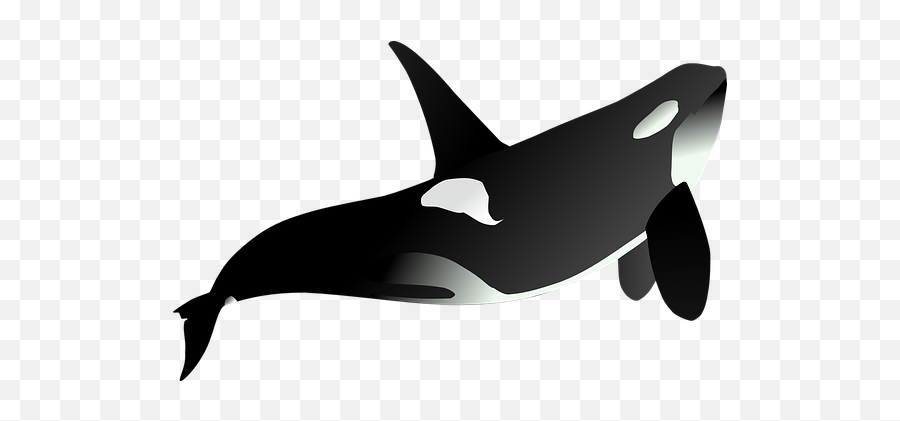Free Whale Fish Illustrations - Animales Marinos Fondo Transparentes Emoji,Orca Emoji