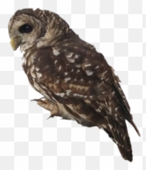 Fteowl Myphoto Owl Bird Scowl - Great Grey Owl Emoji,Scowl Emoji