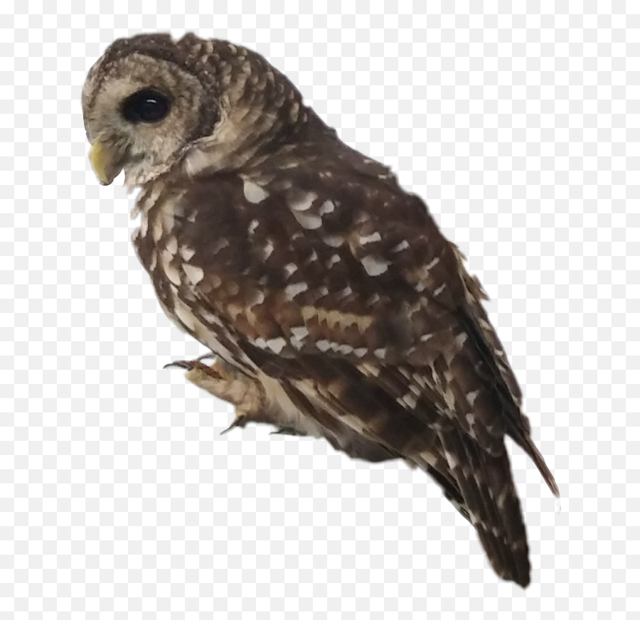 Fteowl Myphoto Owl Bird Scowl - Great Grey Owl Emoji,Scowl Emoji