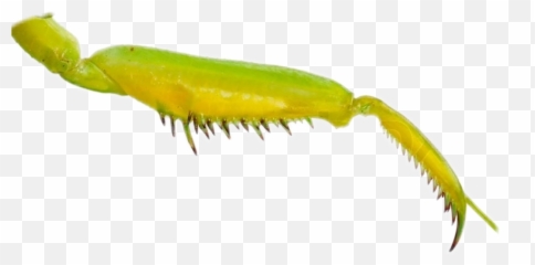 Mantis - Sara Orangetip Emoji