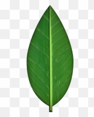 Clipart Picture A - Green Leaf Transparent With No Background Emoji