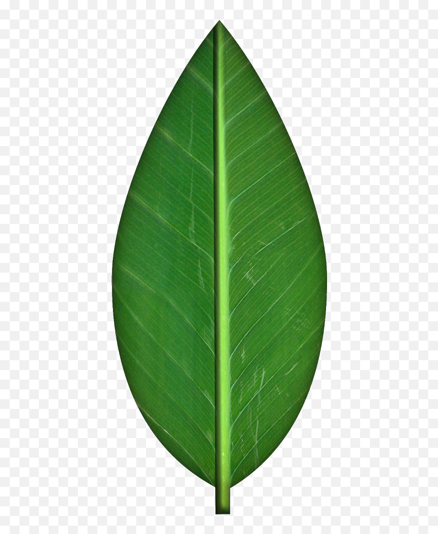 Clipart Picture A - Green Leaf Clipart Transparent Leaf With No Background Emoji,Green Leaf Emoji