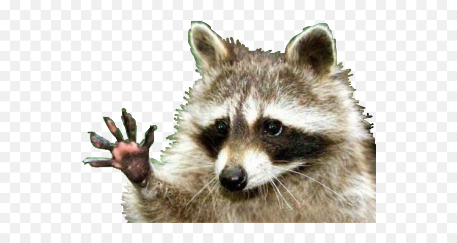 To - Animals Live In A Deciduous Forest Emoji,Racoon Emoji