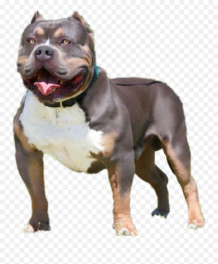 Freetoedit - Cordoba Fighting Dog Emoji,Pit Bull Emoji