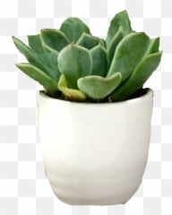 Plant Potted Nottedplant - Flowerpot Emoji,Potted Plant Emoji