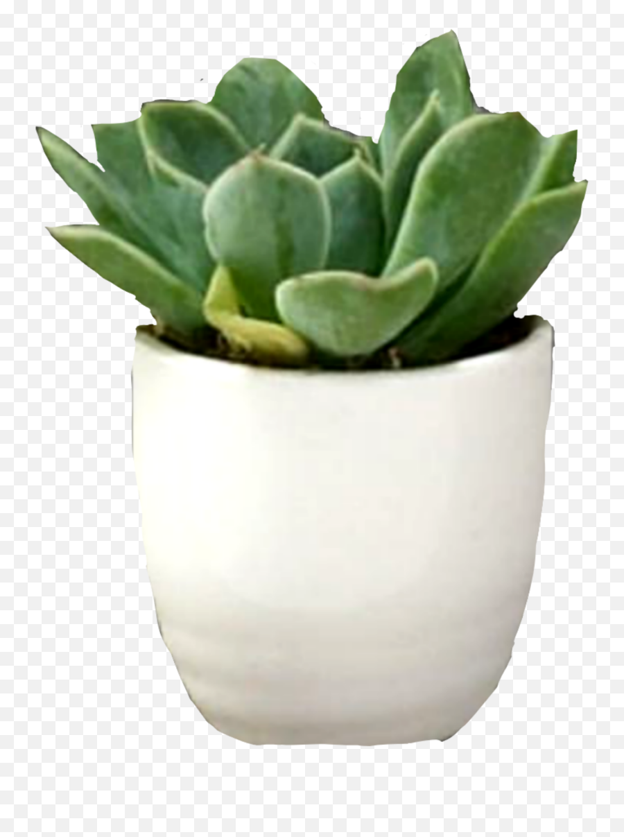 Plant Potted Nottedplant - Flowerpot Emoji,Potted Plant Emoji