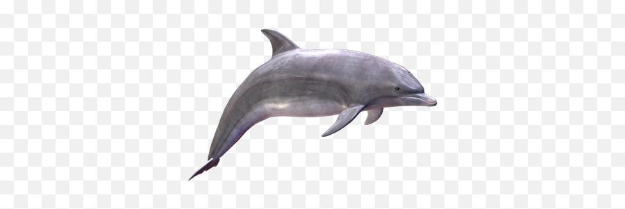 Wheres The Dolphin Sticker Pack For Imessage - Common Bottlenose Dolphin Emoji,Dolphin Emoji