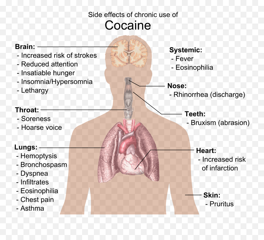 Side Effects Of Chronic Use Of Cocaine - Kidney On Body Diagram Emoji,Bone Emoji