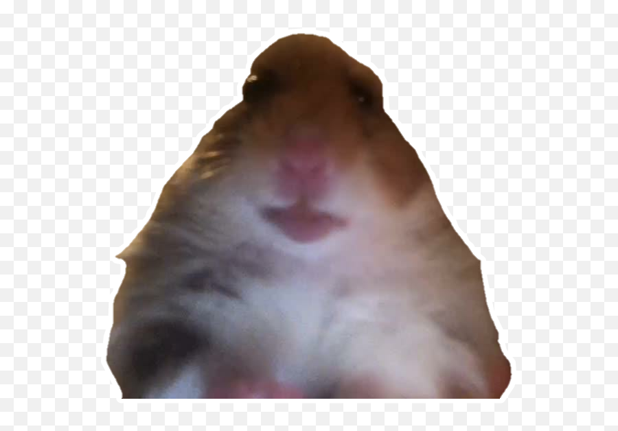 Meme Hamster Hamstermeme Videocall Hamstervideocall - Hamster Video Call Meme Emoji,Hamster Emoji